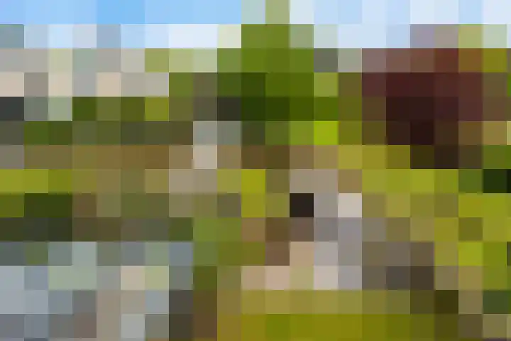 Swingdreef 48 Harderwijk thumbnail 27