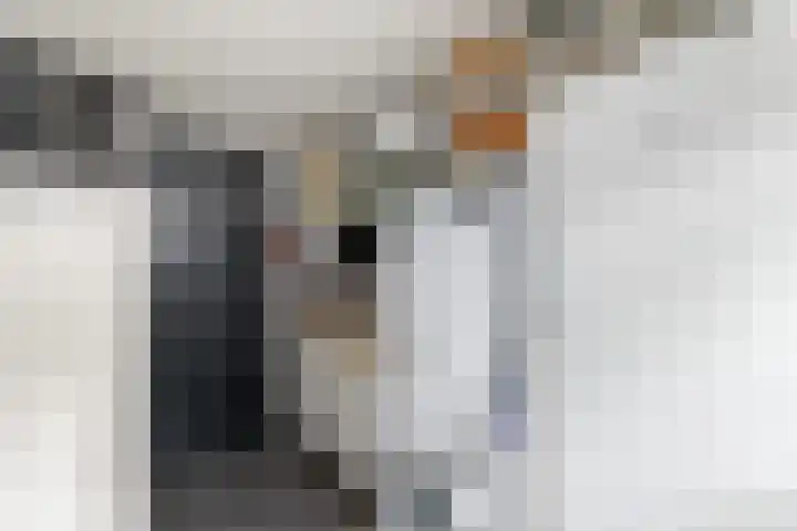 Sydtakke 18 Rottum thumbnail 24