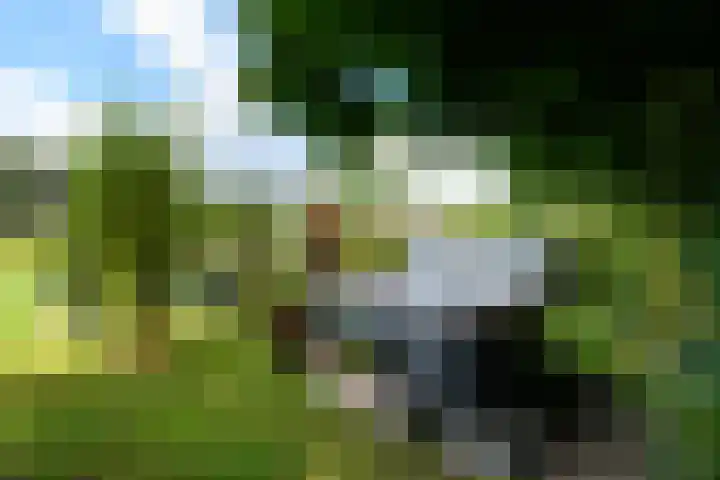 Sydtakke 18 Rottum thumbnail 48