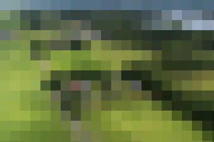 Sydtakke 18 Rottum thumbnail 64