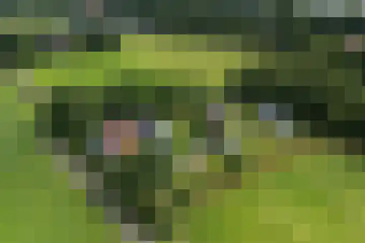 Sydtakke 18 Rottum thumbnail 66