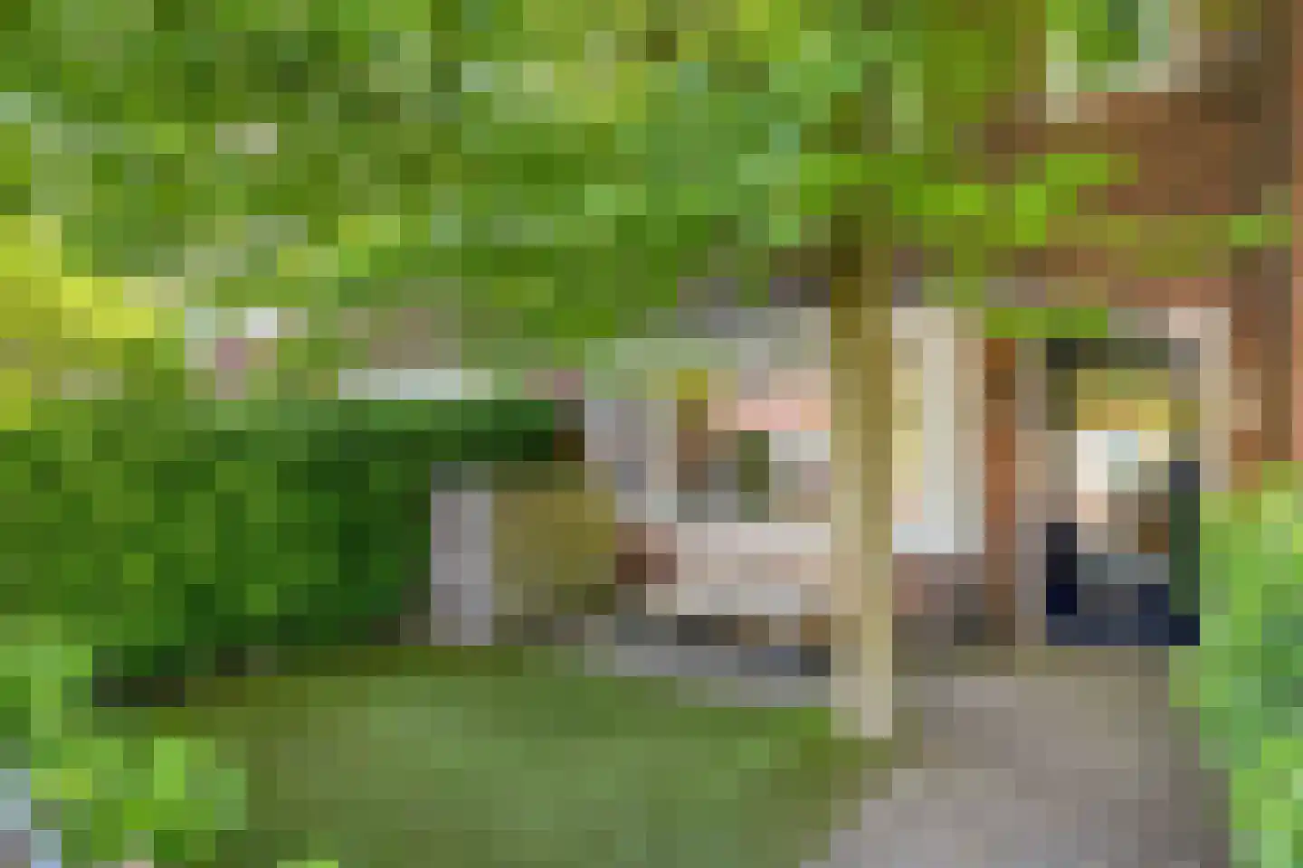 Symon Pelgromstraat 5 's-Hertogenbosch thumbnail 4