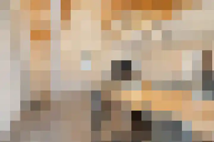 't Achterom 5 Sint-Oedenrode thumbnail 23