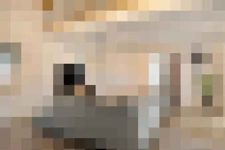 't Achterom 5 Sint-Oedenrode thumbnail 24