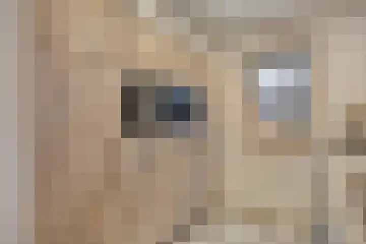't Achterom 5 Sint-Oedenrode thumbnail 33