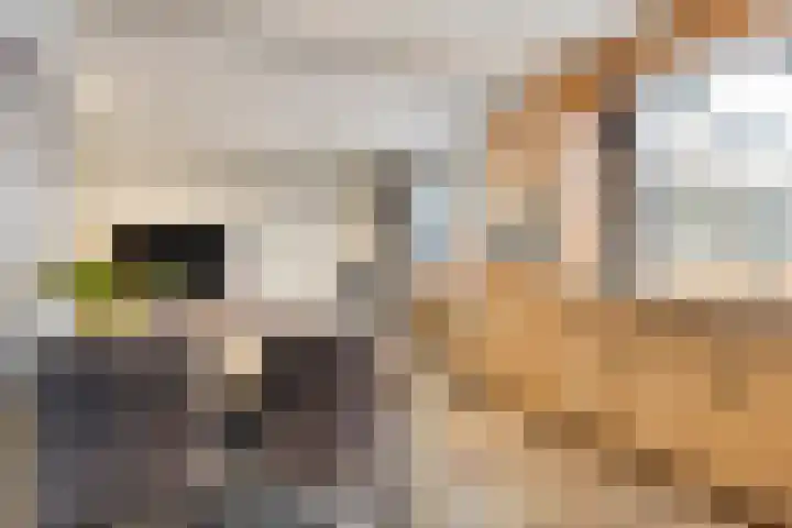 't Achterom 5 Sint-Oedenrode thumbnail 45