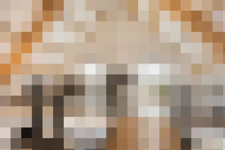 't Achterom 5 Sint-Oedenrode thumbnail 59