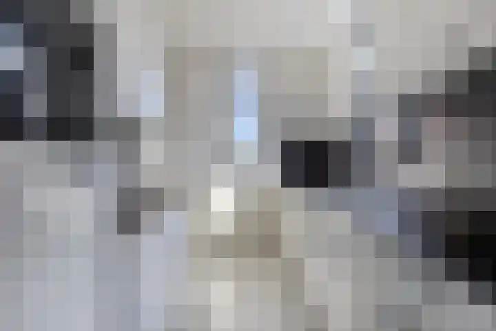 't Boschstuk 29 Scherpenzeel thumbnail 12