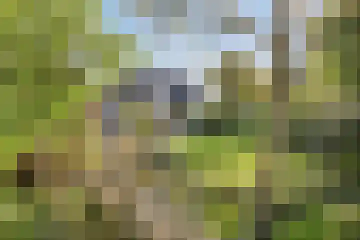 't Boschstuk 29 Scherpenzeel thumbnail 27
