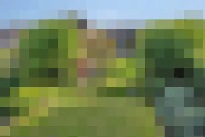 't Boschstuk 29 Scherpenzeel thumbnail 28