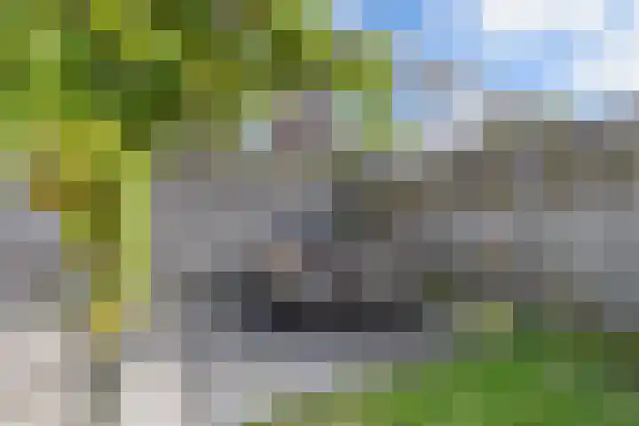 't Bosk 55 Wommels thumbnail 29