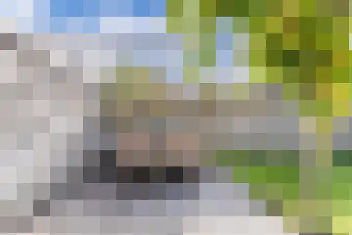 't Bosk 55 Wommels thumbnail 30