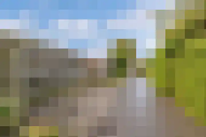 't Bosk 55 Wommels thumbnail 34