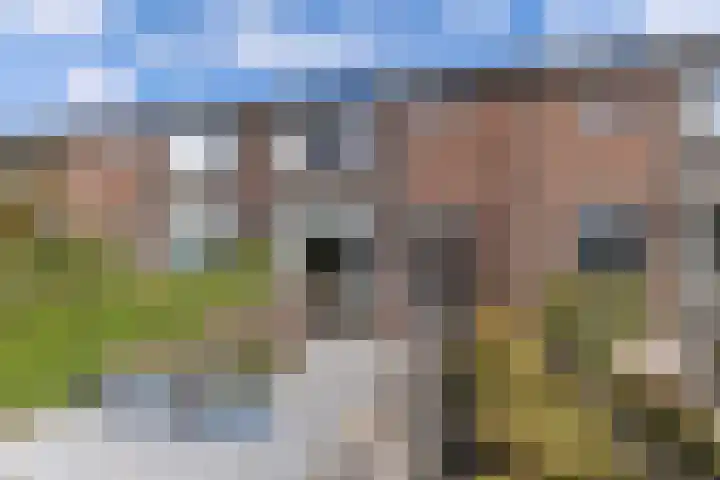 't Bosk 55 Wommels thumbnail 5