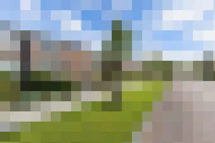 't Bosk 55 Wommels thumbnail 8