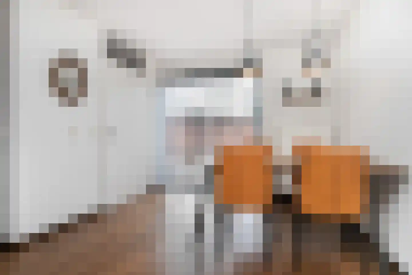 't Cour 8 Helmond thumbnail 24