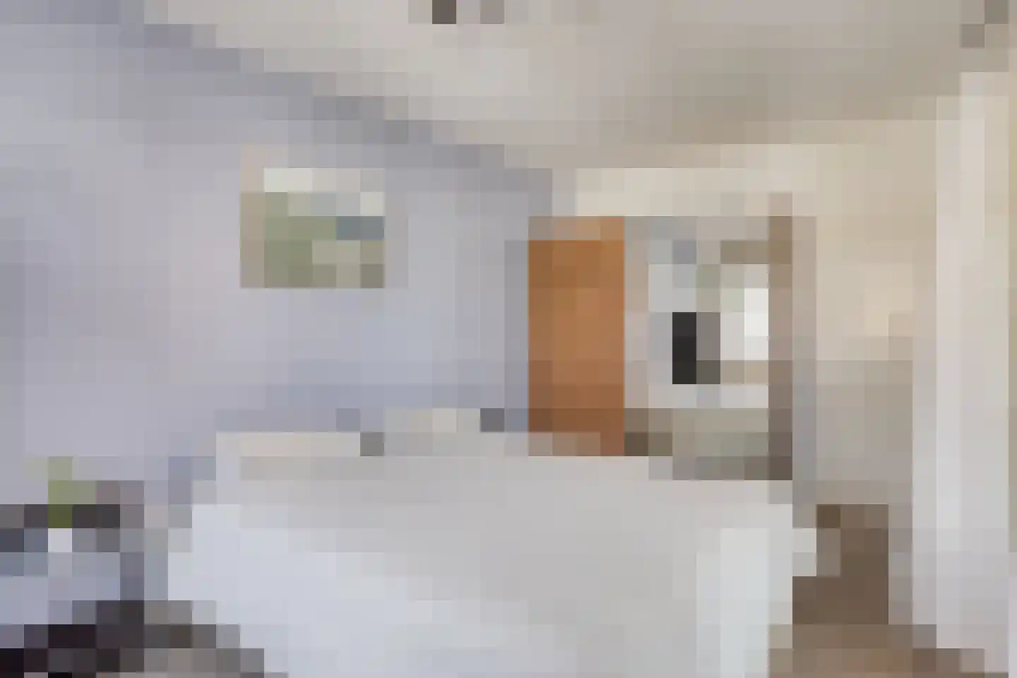 't Dorp 89 Heesch thumbnail 12