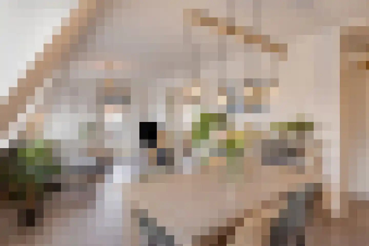 't Dorp 89 Heesch thumbnail 6