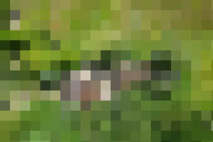 't Eng 12 Sleen thumbnail 34