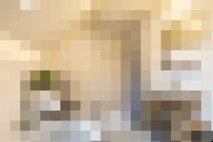 't Gebint 28 Zuidlaren thumbnail 31