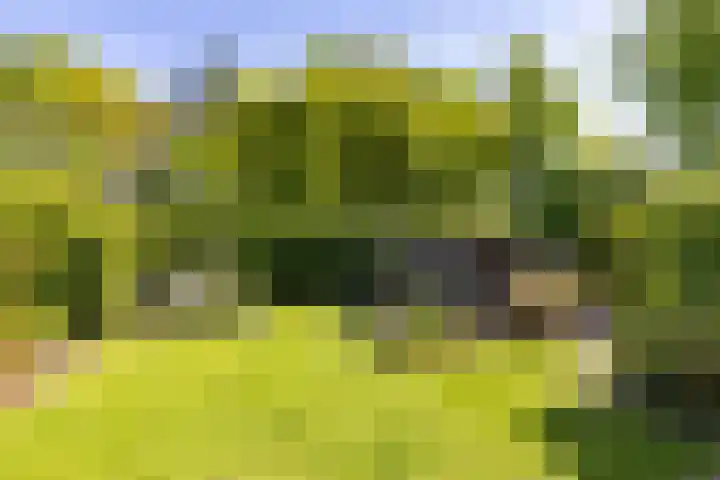 't Gebint 28 Zuidlaren thumbnail 39