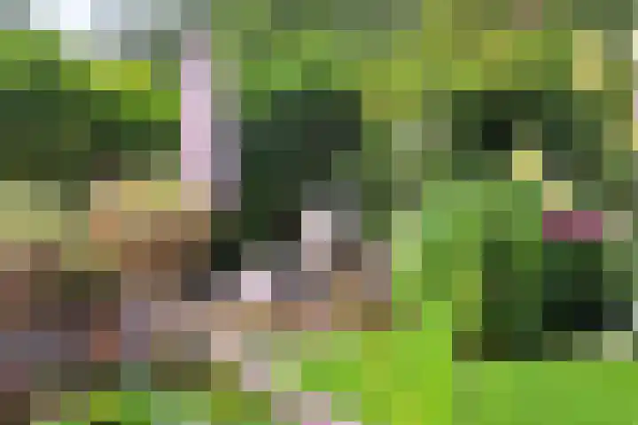 't Gebint 28 Zuidlaren thumbnail 44