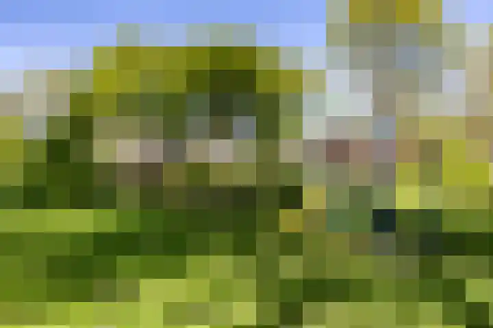 't Gebint 28 Zuidlaren thumbnail 53