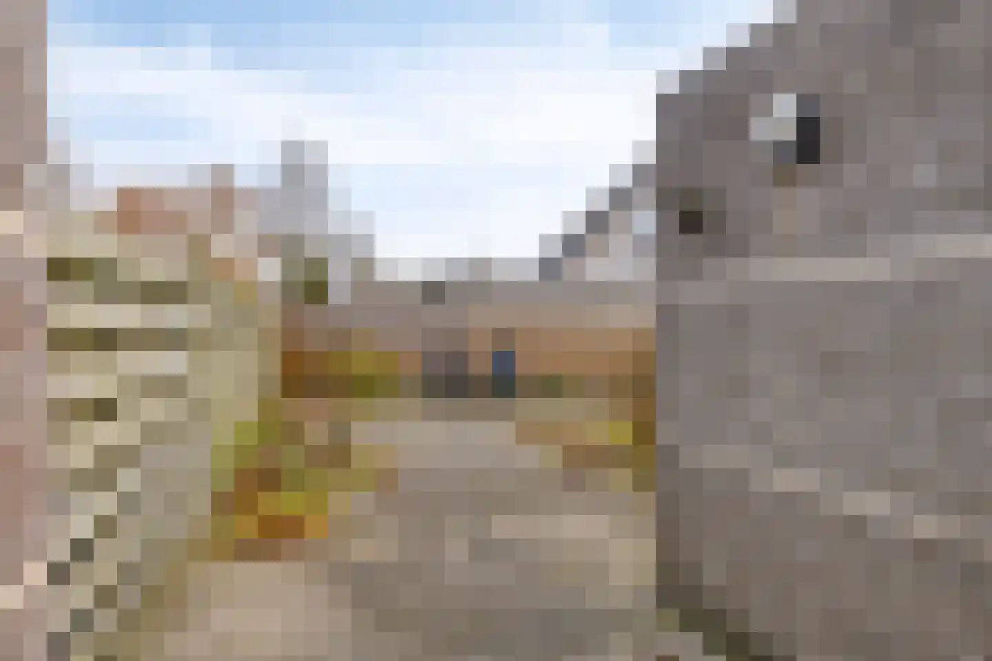't Gebint 57 Zuidlaren thumbnail 25