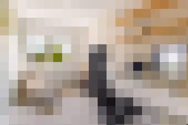 't Haantje 6 Werkhoven thumbnail 24