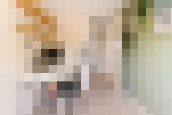 't Haantje 6 Werkhoven thumbnail 25