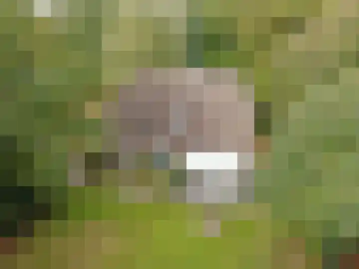 't Haantje 61 't Haantje foto 3