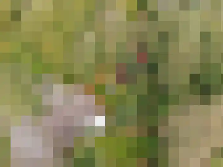 't Haantje 61 't Haantje thumbnail 71