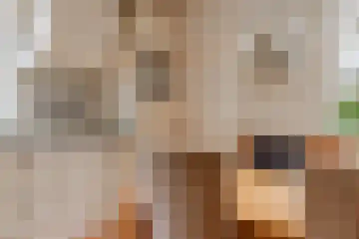 't Haantje 62 b 't Haantje thumbnail 29