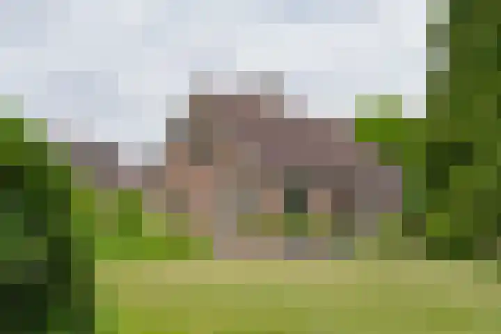 't Haantje 62 b 't Haantje thumbnail 4