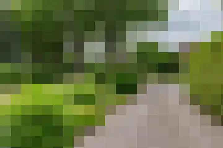 't Haantje 62 b 't Haantje thumbnail 7