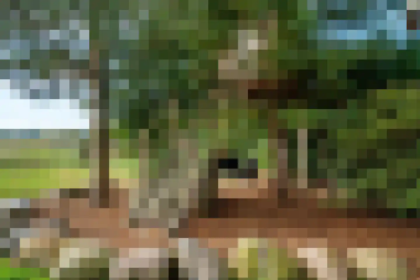 't Haantje 63 't Haantje thumbnail 53