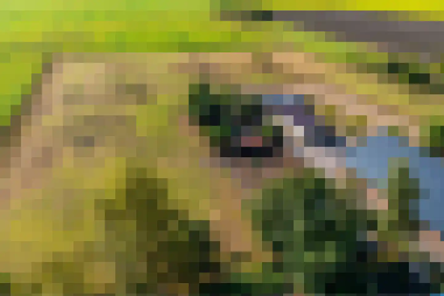 't Haantje 63 't Haantje thumbnail 68
