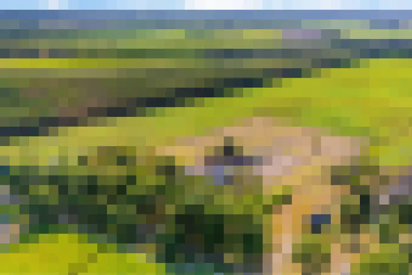 't Haantje 63 't Haantje thumbnail 78