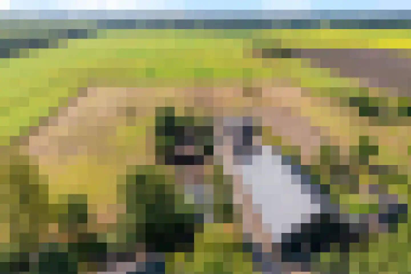 't Haantje 63 't Haantje thumbnail 82
