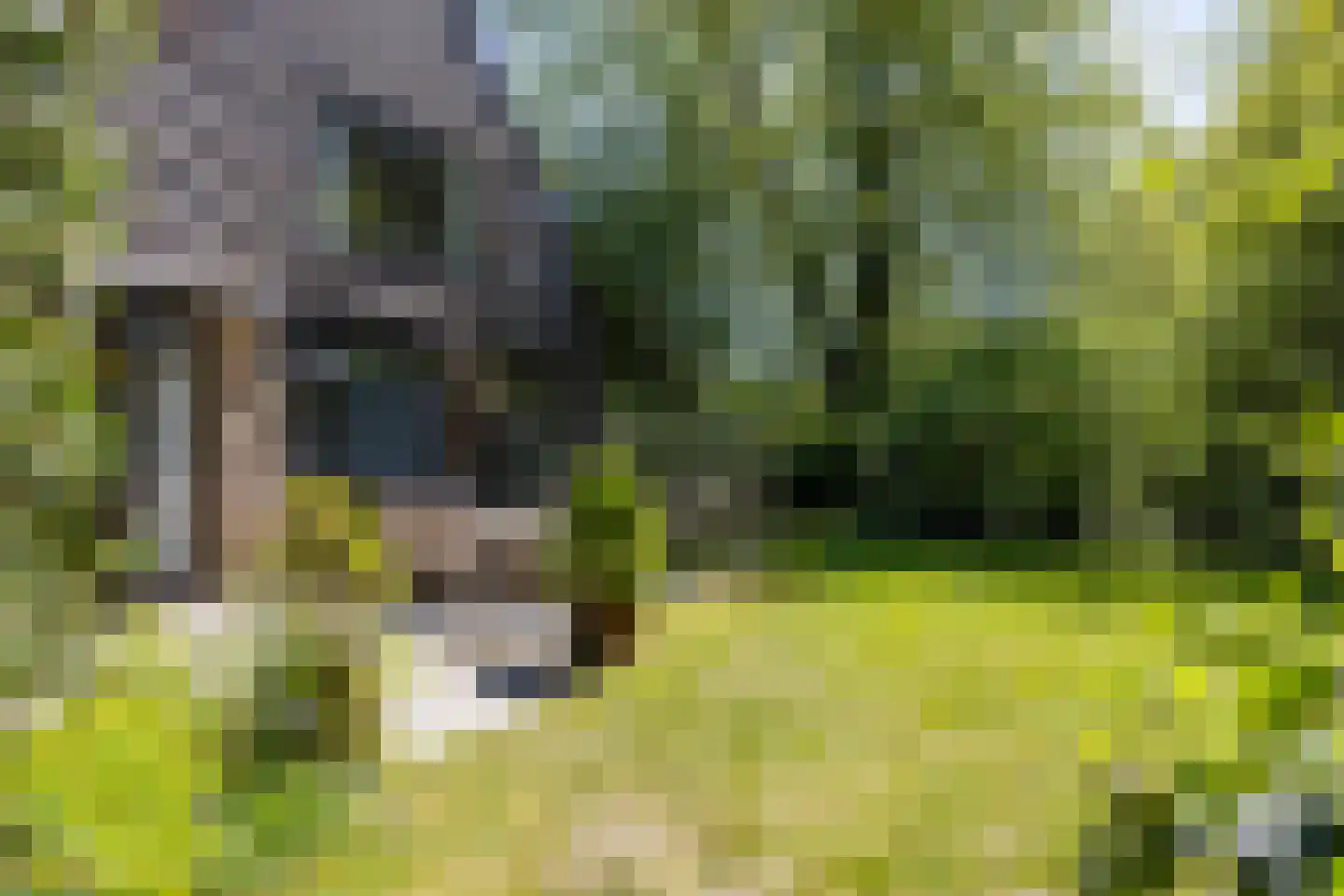 't Harde 3 Haren Gn thumbnail 23