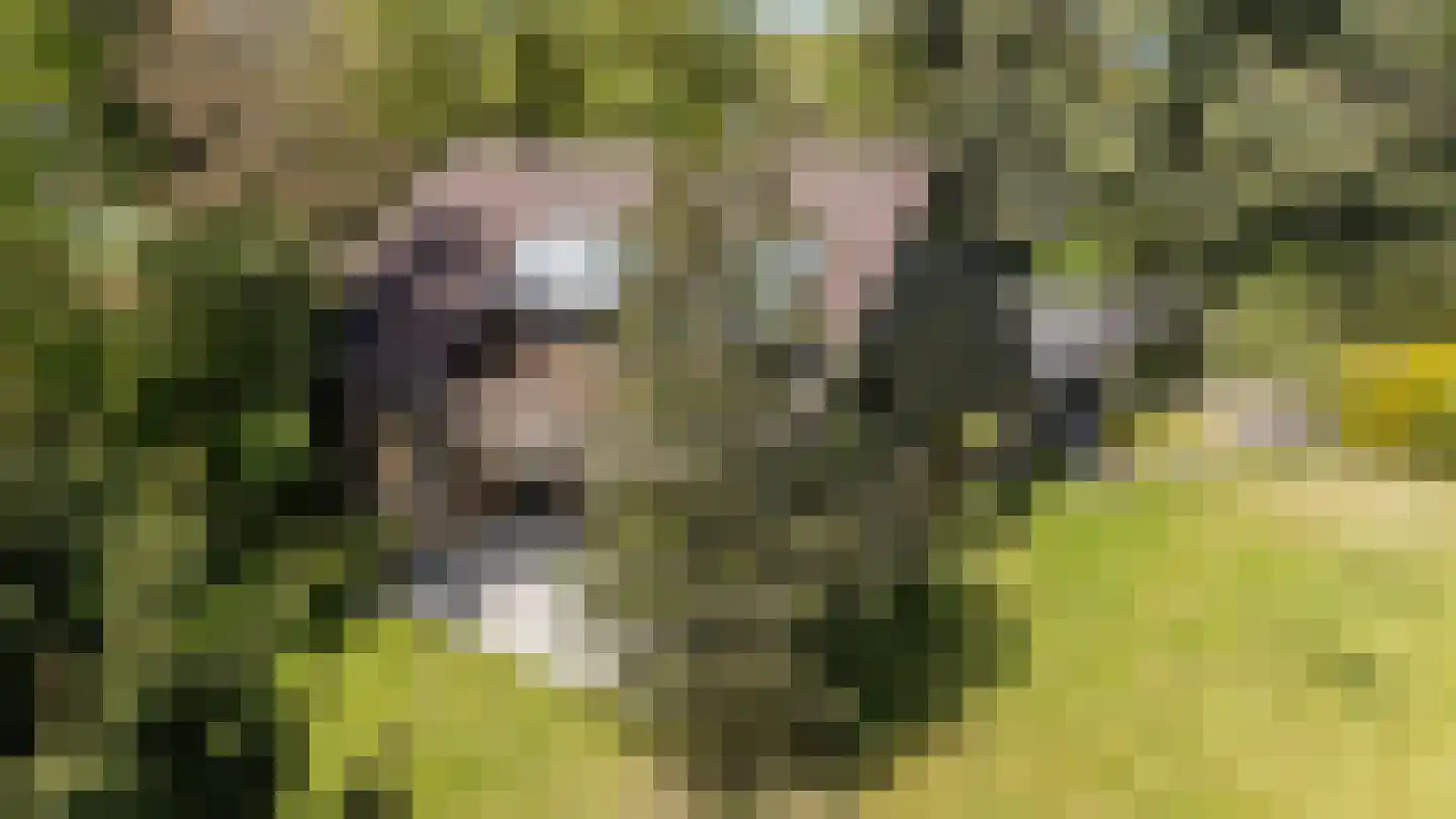 't Harde 3 Haren Gn thumbnail 43