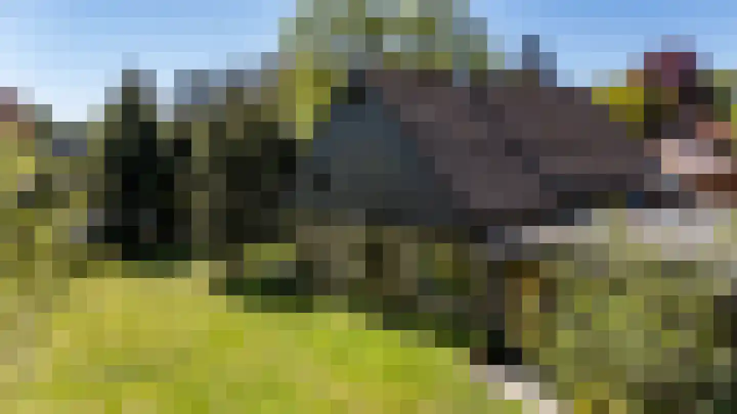 't Harde 3 Haren Gn thumbnail 6