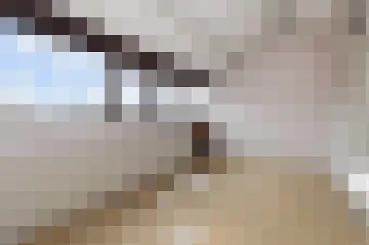 't Hert 164 Leidschendam thumbnail 30
