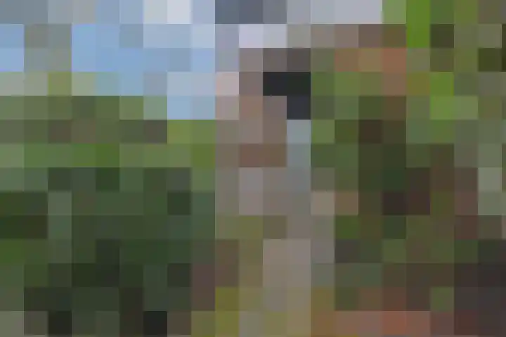 't Hert 164 Leidschendam thumbnail 32