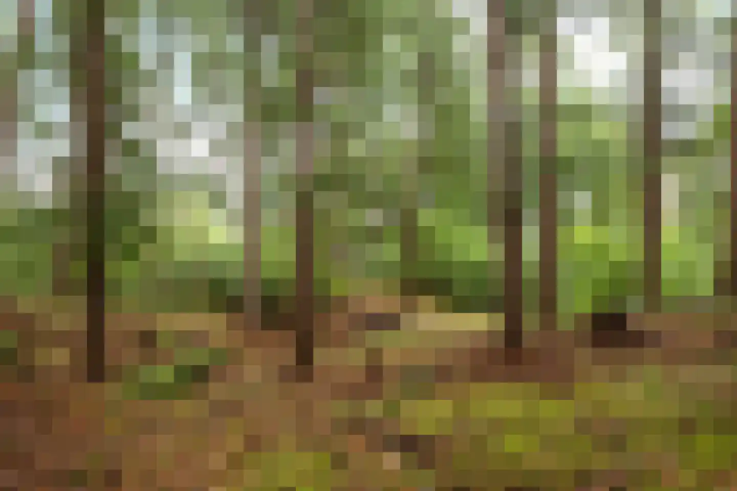't Hertenspoor 103 Diever thumbnail 39