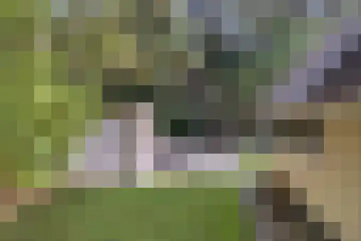 't Hertenspoor 131 Diever thumbnail 33