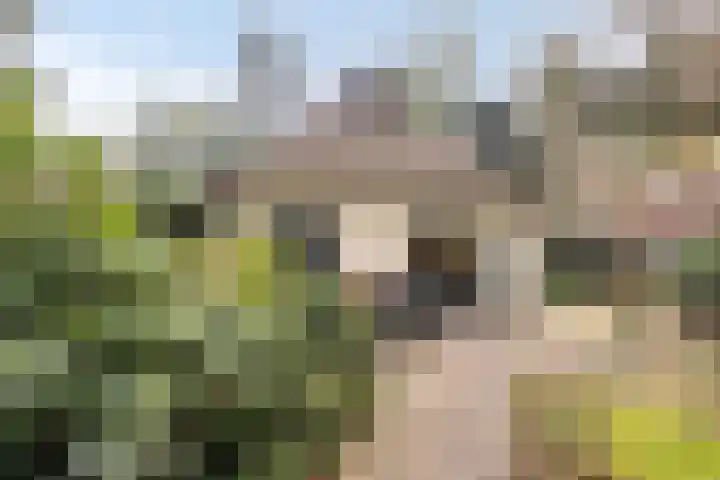 't Hertenspoor 134 Diever thumbnail 29
