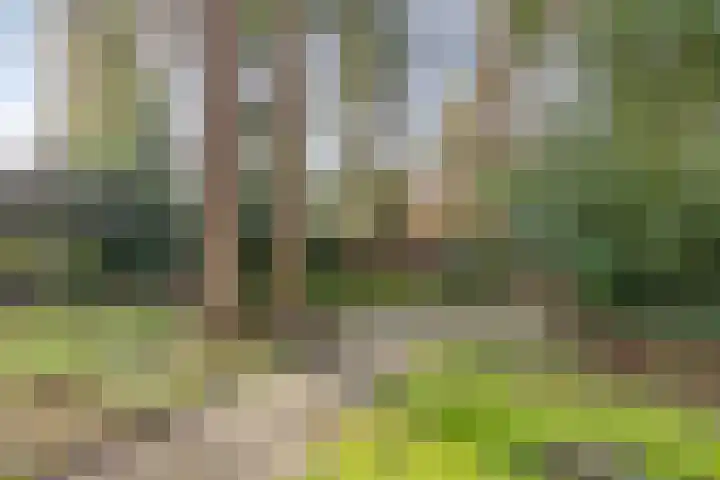 't Hertenspoor 134 Diever thumbnail 31