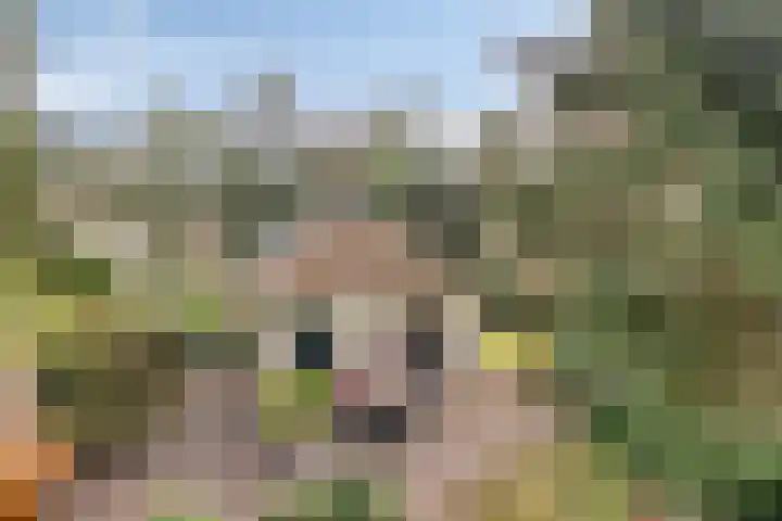 't Hertenspoor 134 Diever thumbnail 33