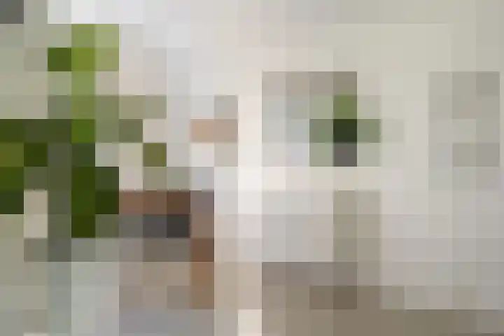 't Hertenspoor 135 Diever thumbnail 12